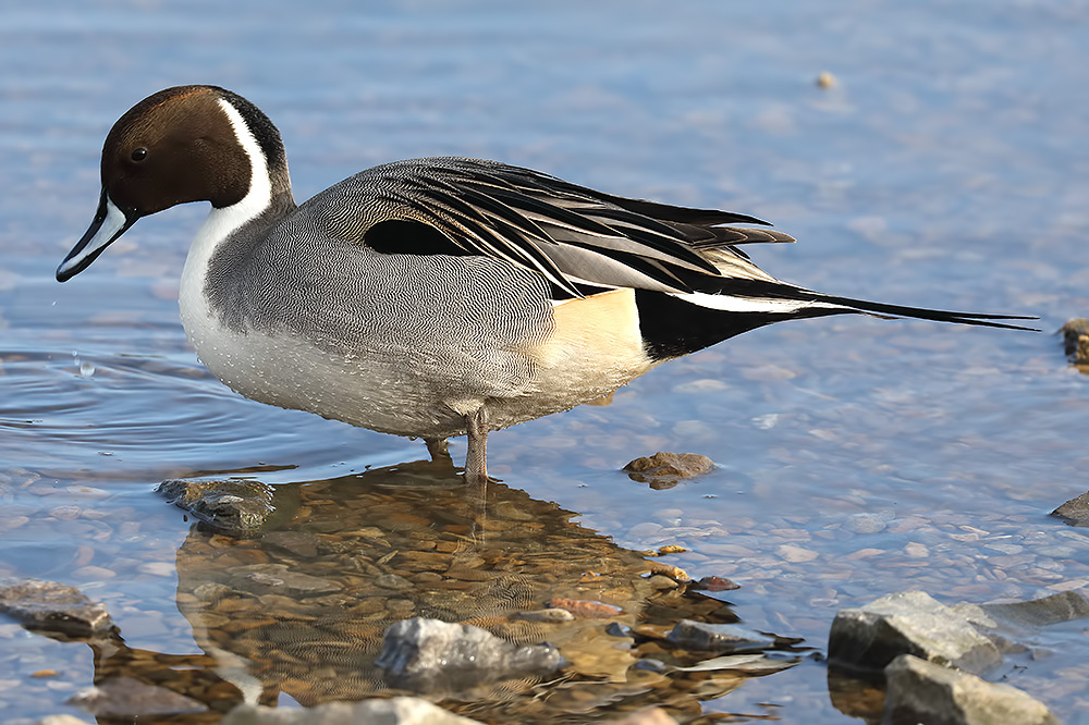 pintail
